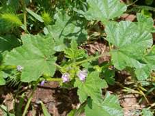 227_malva_parviflora_marshmallow__475706000675769673_c.jpg