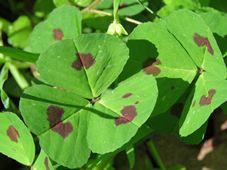 227_medicago_arabica_red_spotted_clover_img_0502.jpg
