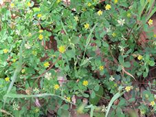 227_medicago_lupulina_img_6668.jpg