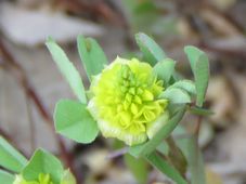 227_medicago_lupulina_img_6733.jpg