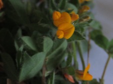227_medicago_polymorpha_burr_medic_img_6758c.jpg