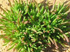 227_mesembryanthemum_nodiflorum_foliage_img_0026.jpg