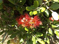 227_metrosideros_excelsa_nz_christmas_tree__dscf7281.jpg
