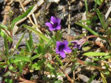 227_monopsis_debilis_img_6062c.jpg