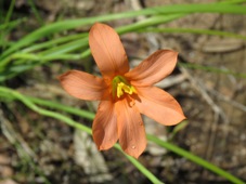 227_moraea_flaccida_one_leaf_cape_tulip_img_3833.jpg
