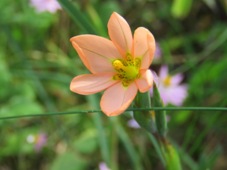227_moraea_miniata_two_leaf_cape_tulip_img_2173c.jpg