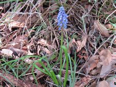 227_muscari_grape_hyacinth_img_4680c.jpg