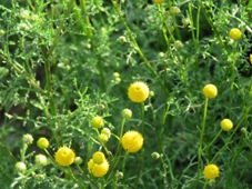 227_oncosiphon_piluliferum_mr_img_9914.jpg