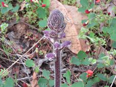 227_orobanche_minor_img_6659.jpg