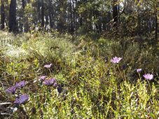 227_osteospermum_ecklonis_dscf4866c.jpg