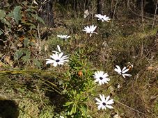 227_osteospermum_ecklonis_dscf4974.jpg