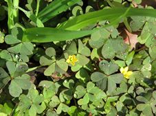 227_oxalis_corniculata_img_7399.jpg
