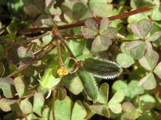 227_oxalis_corniculata_img_7404c.jpg