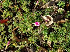 227_oxalis_glabra_c.jpg