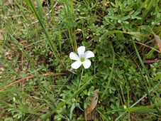 227_oxalis_glabra_dscf0916.jpg