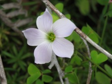 227_oxalis_incarnata_img_3399.jpg
