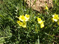 227_oxalis_pes_caprae_dscf8620.jpg