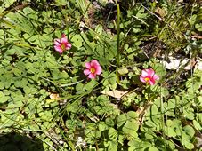 227_oxalis_purpurea_dscf0573.jpg
