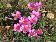 227_oxalis_purpurea_img_9424.jpg