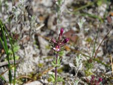 227_parentucellia_latifolia_img_5971.jpg