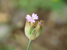 227_petrorhagia_dubia_img_4719.jpg
