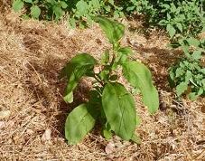 227_phytolacca_americana_pokeweed_phone_photo_cc.jpg