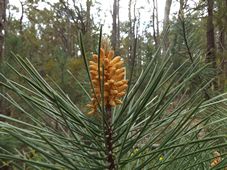 227_pinus_pinaster_dscf5476.jpg