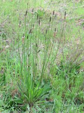 227_plantago_lanceolata_img_5871s.jpg
