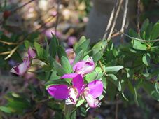 227_polygala_myrtifolia_img_9856.jpg