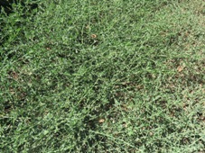 227_polygonum_aviculare_wireweed_img_0481c.jpg