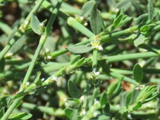 227_polygonum_aviculare_wireweed_img_0482c.jpg