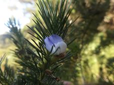 227_psoralea_pinnata_dscf2382.jpg