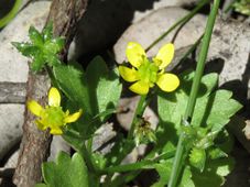 227_ranunculus_muricatus_img_5957c.jpg