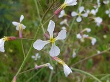 227_raphanus_raphanistrum_20200910_170719.jpg