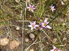 227_romulea_minutiflora_and_rosea_dscf9795.jpg