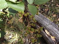 227_rubus_anglocandican_blackberry_dscf1843.jpg