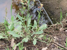 227_rumex_acetosella_sorrel_img_1761.jpg