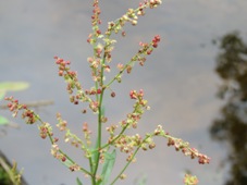 227_rumex_acetosella_sorrel_img_1763.jpg