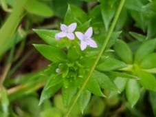 227_sherardia_arvensis_135030_c.jpg