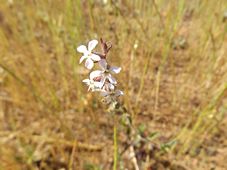 227_silene_gallica_dscf1082.jpg