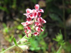 227_silene_gallica_var_quinquevulnera_img_1805.jpg