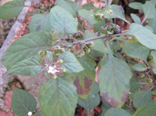 227_solanum_nigrum_img_1981.jpg