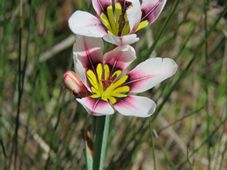 227_sparaxis_img_0579.jpg