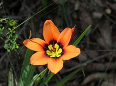 227_sparaxis_img_0580.jpg