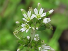 227_stellaria_media_img_1607.jpg