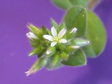 227_stellaria_media_img_9306c.jpg