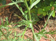 227_symphyotrichum_squamatum_img_0519.jpg