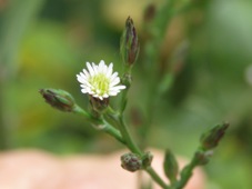 227_symphyotrichum_squamatum_img_0687c.jpg