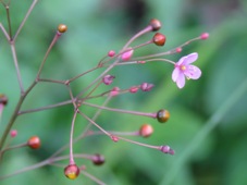 227_talinum_paniculatum_img_3233c.jpg