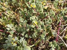 227_tetragonia_decumbens_sea_spinach_dscf7259.jpg